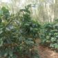 doc | inset | Kebun Kopi