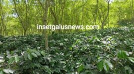 Gambar: Kebun Kopi Anuar Porang Lembah Kodim, Aih Sejuk-Blangkejeren, Senin (27/10/2025) | doc | Anuar |