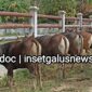 Sapi yang telah selesai verifikasi di Rumah Potong Hewan Sepang, Blangkejeren yang akan disalurkan ke penerima, Fhoto Senin 16/2/2026