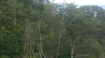 Bantuan Bibit Kopi Pemerintah Picu Kebingungan Petani soal Aturan Hutan Lindung